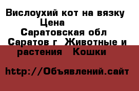 Вислоухий кот на вязку. › Цена ­ 1 300 - Саратовская обл., Саратов г. Животные и растения » Кошки   